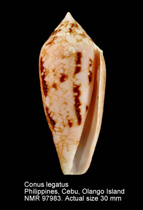 Conus legatus (4).jpg - Conus legatus Lamarck,1810
